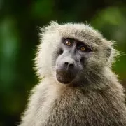 Zoo Faces Backlash After Euthanising Healthy Bear – Death Threats Pour In