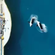 Zookeepers' Unusual Duty: Manual Stimulation for Lonely Orca Kiska Revealed in Shocking Docs