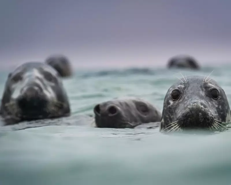 A Seal's World: An Unforgettable Glimpse Beneath the Northumberland Waves