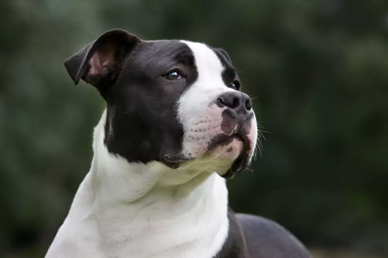 AmStaff Dog Attack Statistics: Are NSW's Figures Misleading the Public?