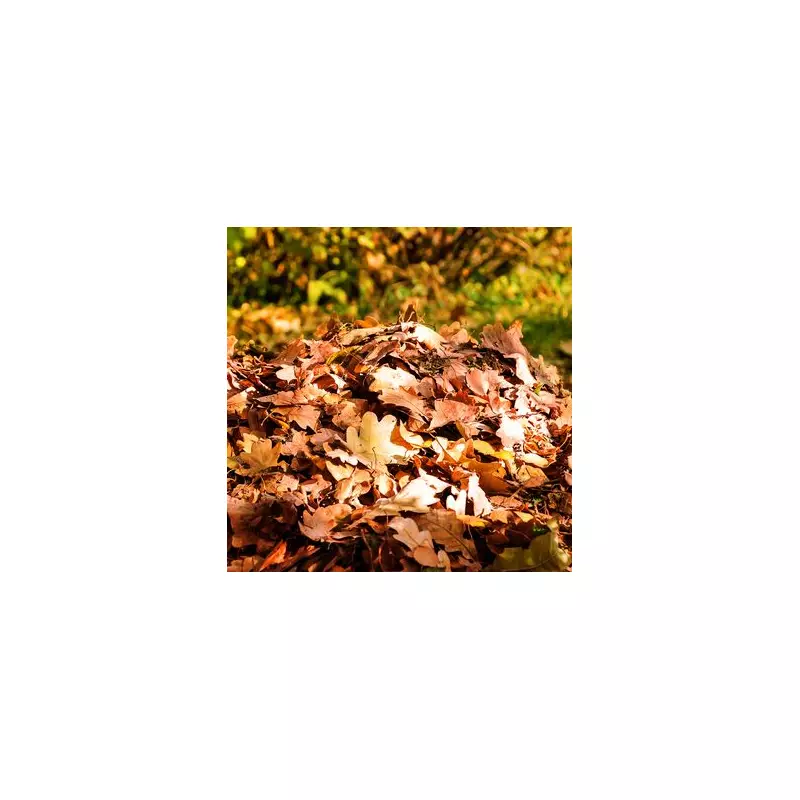Autumn Equinox 2024: The Exact Date and Time the Seasons Change Revealed