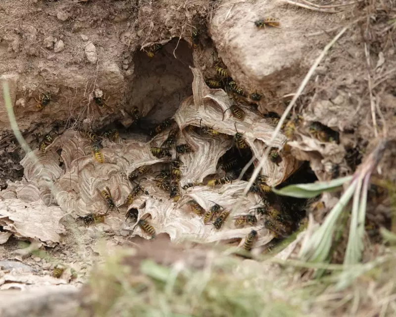 Badger vs Wasp: The Shocking Night-Time Raid Uncovered in a British Woodland | Country Diary