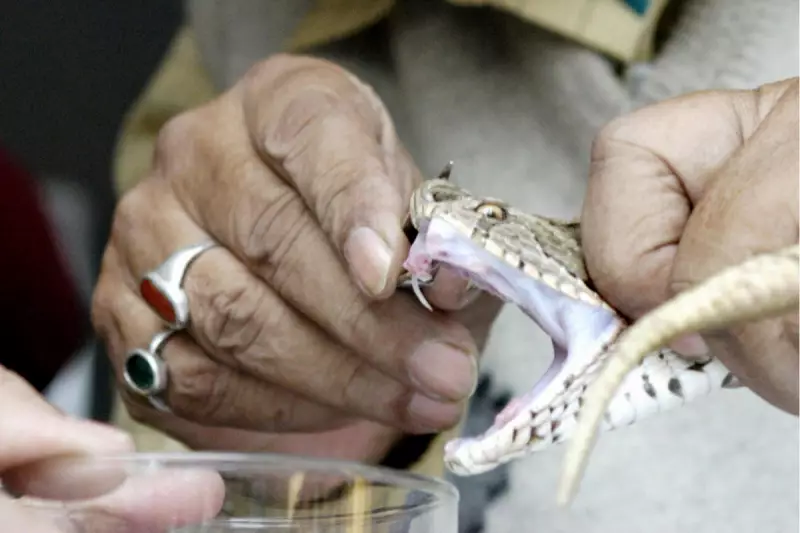 Bengaluru Man Dies After Russel's Viper Bite, Exposing India's Urban Wildlife Crisis