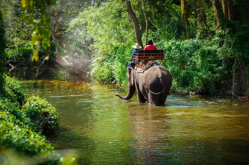 Beyond the Big Five: Discover the UK's Most Thrilling Wildlife Safaris for 2024