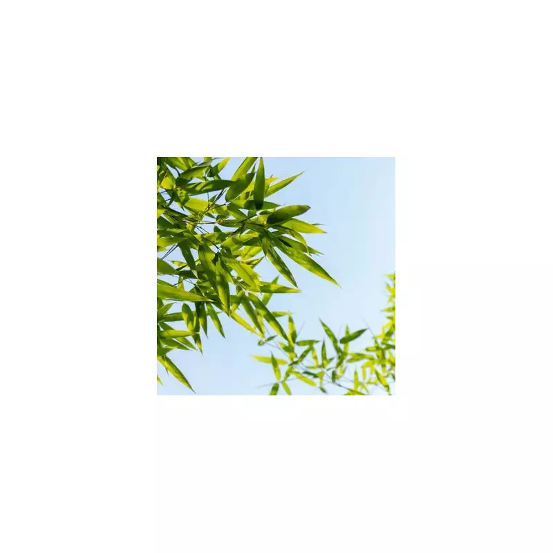 B&Q's Giant Umbrella Bamboo Plant Returns: The Ultimate Garden Statement Piece for Privacy & Style
