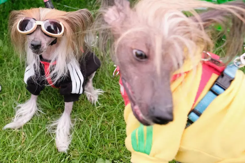 Could Your Dog Have ADHD? Groundbreaking Study Reveals Canine Hyperactivity Mirrors Human Condition