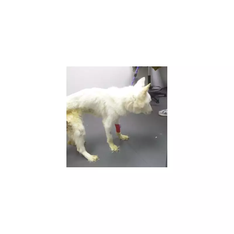 Cruel Owner Jailed: Starved Husky Found in Filthy Home with 1cm Long Nails