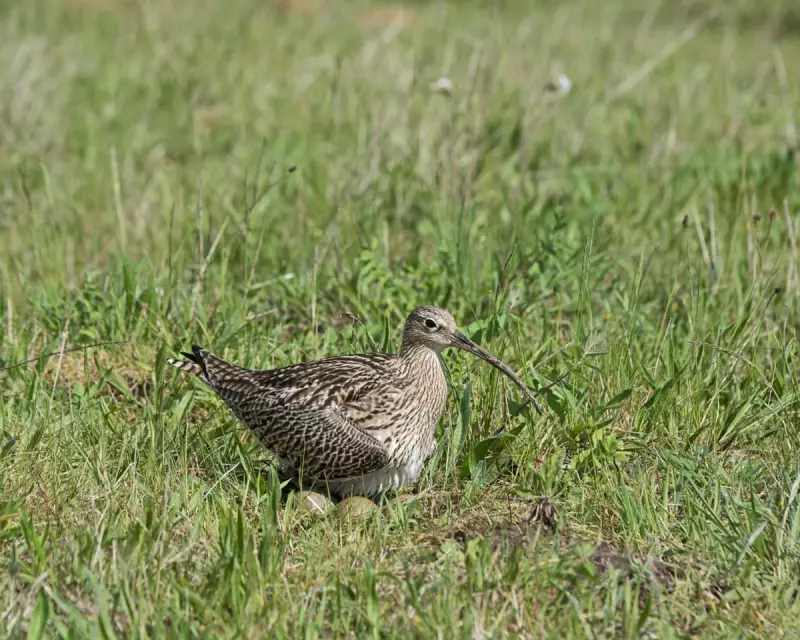 Curlew Crisis: The Controversial Fox Culls Fuelling a Conservation Clash