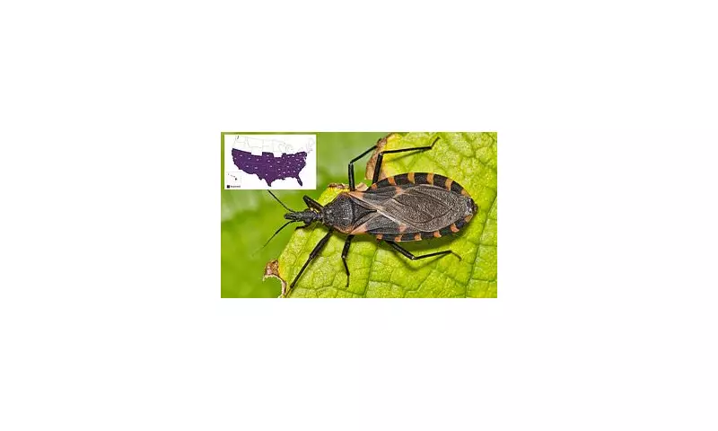 Deadly Kissing Bug Disease: The Silent Killer in Your Home - Spot These Early Warning Signs