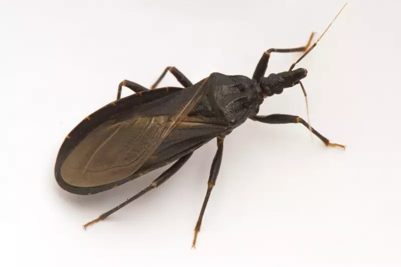 Deadly Kissing Bug Invasion: Chagas Disease Alert for California Residents