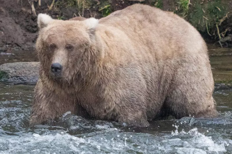 Fat Bear Week 2024: Katmai's Heaviest Brown Bears Battle for Crown in Alaskan Wilderness Spectacle