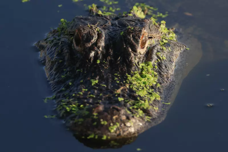 Florida Woman's Harrowing Ordeal: Pet Dog Snatched by Alligator in Terrifying Backyard Attack