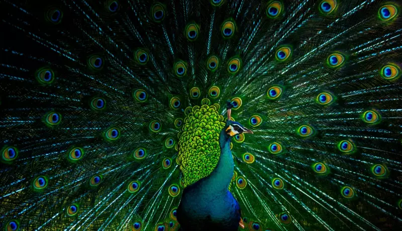 Florida's Peacock Pandemonium: The Battle Over Backyard Birds in a Quiet Suburb