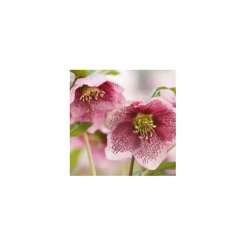 Gardeners' Secret Weapon: The September Planting Trick for a Spectacular Spring Display