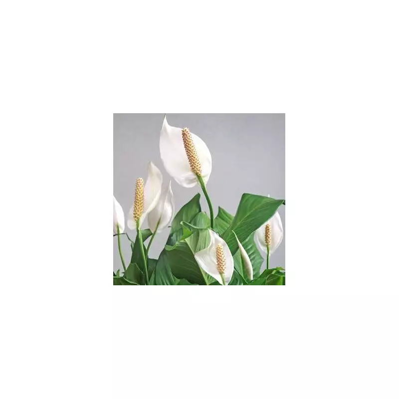 Gardening Expert's Secret: One Cup of Water Transforms Your Peace Lily Into a Flowering Marvel