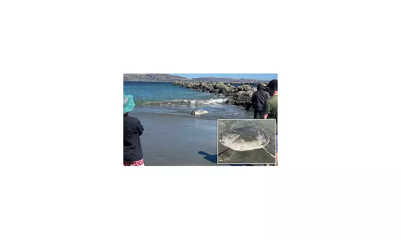 Gargantuan Hoodwinker Sunfish Washes Ashore on California Beach in Baffling Mystery
