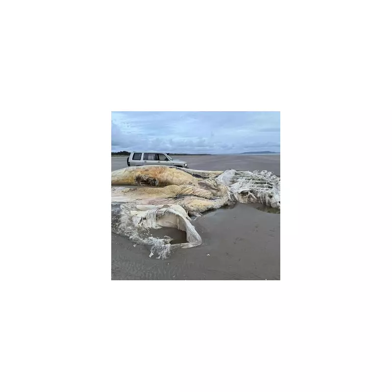 Giant 'Sea Dragon' Unearthed in Rutland: Largest Ichthyosaur Fossil in UK History Discovered