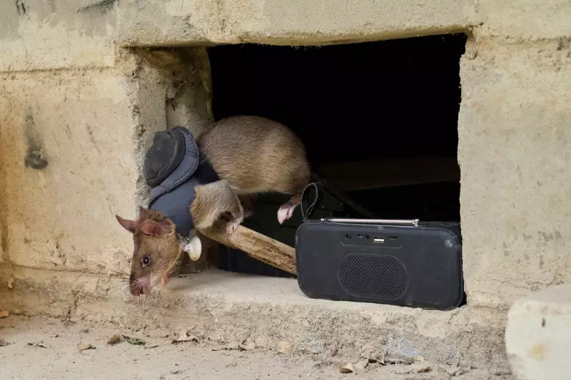 Hero Rats & Dogs: Tanzania's Unlikely Heroes Sniffing Out Disease & Saving Lives