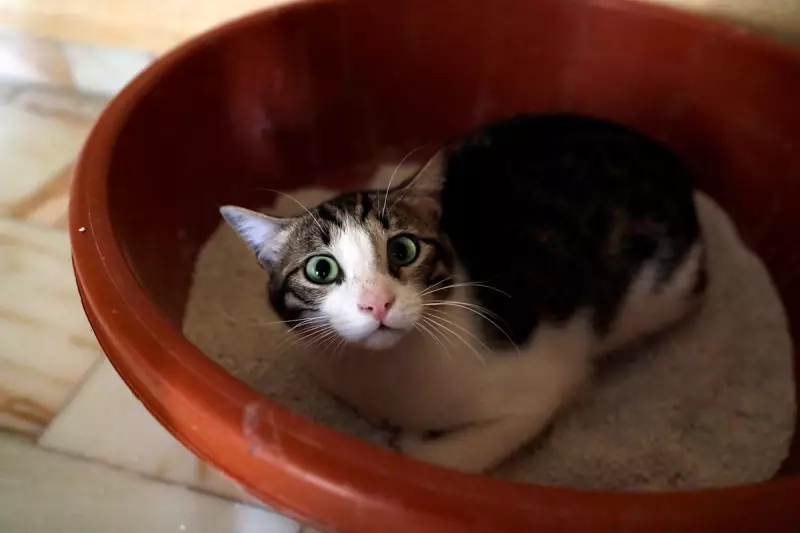 Hidden Danger in Your Kitchen: Why Onions Are Toxic and Potentially Deadly for Cats