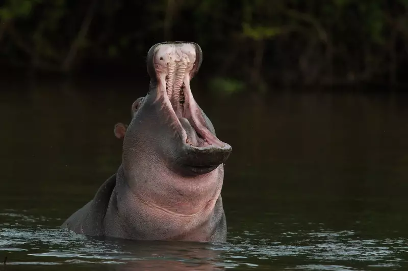 Hippo Capsizes Boat in Ivory Coast: 12 Rescued After Terrifying River Attack