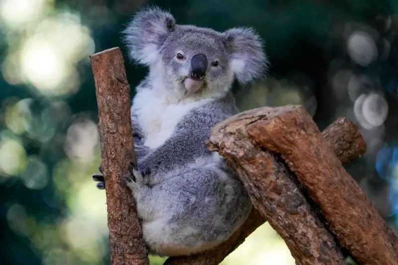 Hope for Koalas: New Vaccine Breakthrough in Fight Against Deadly Chlamydia Epidemic