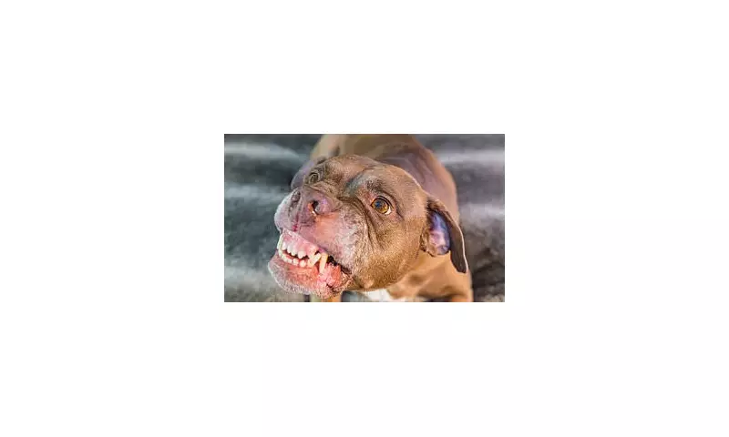 Horrific Dog Attack at Sydney Hospital: Woman Mauled by Rottweiler in St Mary's