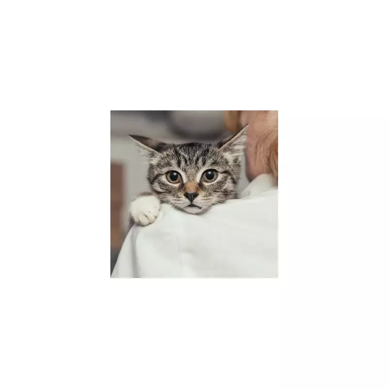 Incredible Cross-Species Adoption: Mother Cat Adopts Orphaned Puppy in Heartwarming UK Tale