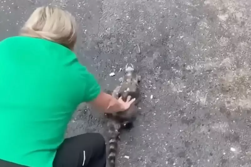 Intoxicated Raccoon Given CPR by Quick-Thinking Kentucky Nurse | Wildlife Rescue