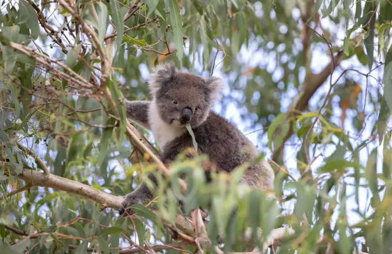 Koala Crisis: Conservationists Slam 'Total Failure' of Australia's Nature Laws as Habitat Vanishes