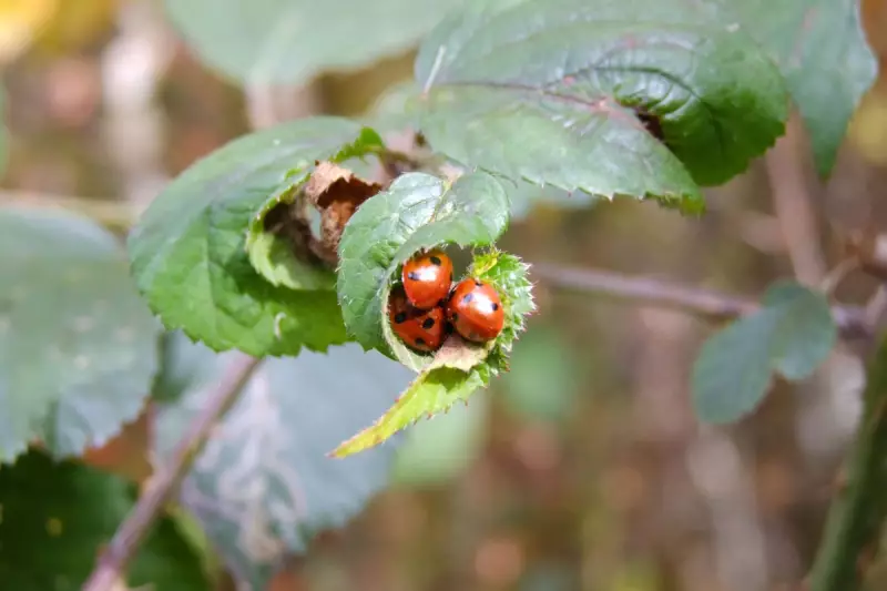 Ladybird Invasion UK: Why Britain is Experiencing a Surge in Spotted Insects