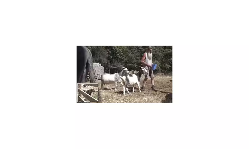 Maine Police Goat-napped: Hilarious Standoff as Officers Rescue Screaming Goat from Distressed Woman's Car