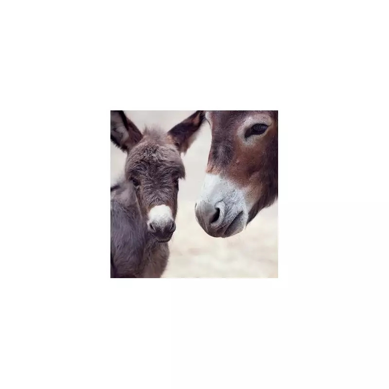 Miracle Donkey Foal's First Hee-Haw After Life-Saving Surgery at Donkey Sanctuary