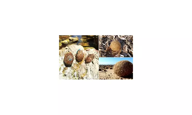 Mystery of the 'Neptune Balls': Scientists Unravel the Secret of the Strange Seagrass Orbs Washing Up on British Beaches