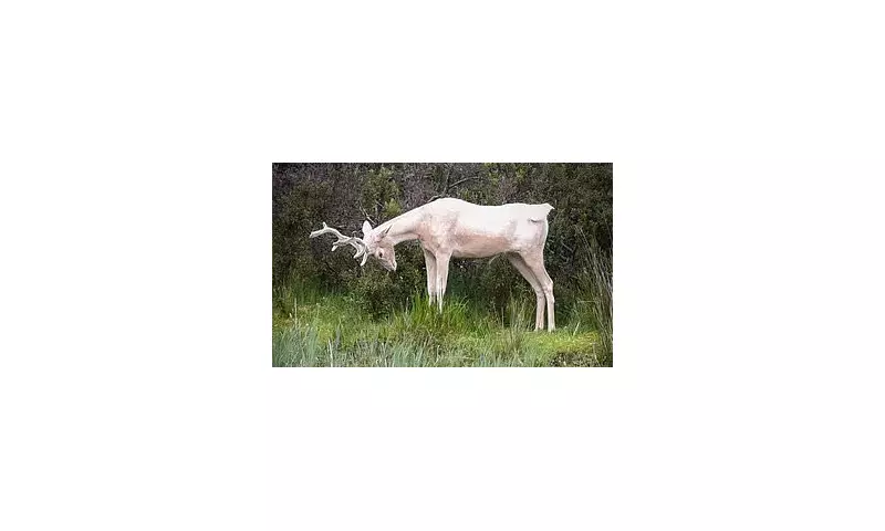 Mythical White Hart Spotted Roaming Scottish Highlands in Rare Sighting | Daily Mail