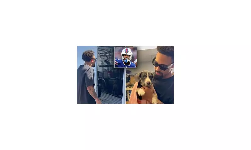 NFL Star's Dogs Spared: Buffalo Bills' Khalil Shakir Wins Emotional Reprieve for Pets Facing Euthanasia