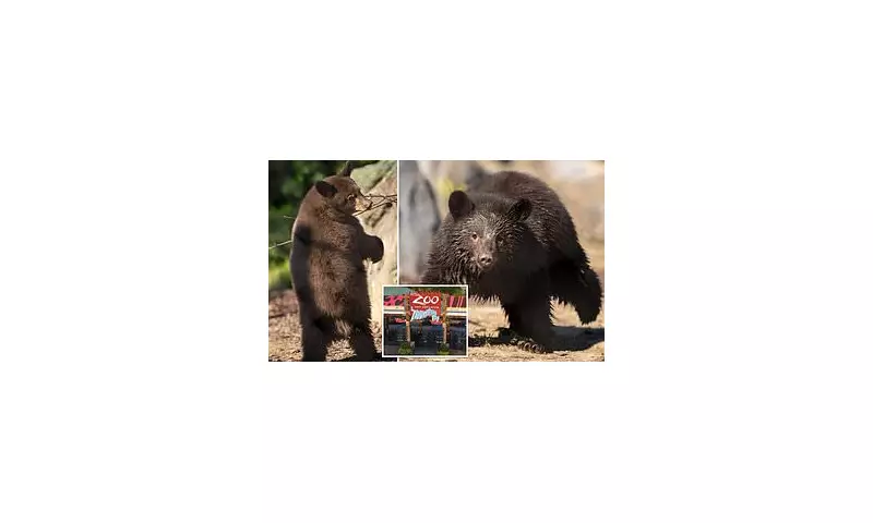 Orphaned Black Bear Cubs Find New Home at Columbus Zoo, Captivating Visitors with Adorable Debut