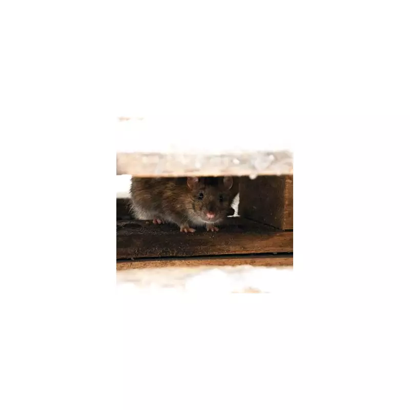 Rats and Mice Hate These 7 Smells: Natural Pest Control Secrets from Gardening Experts