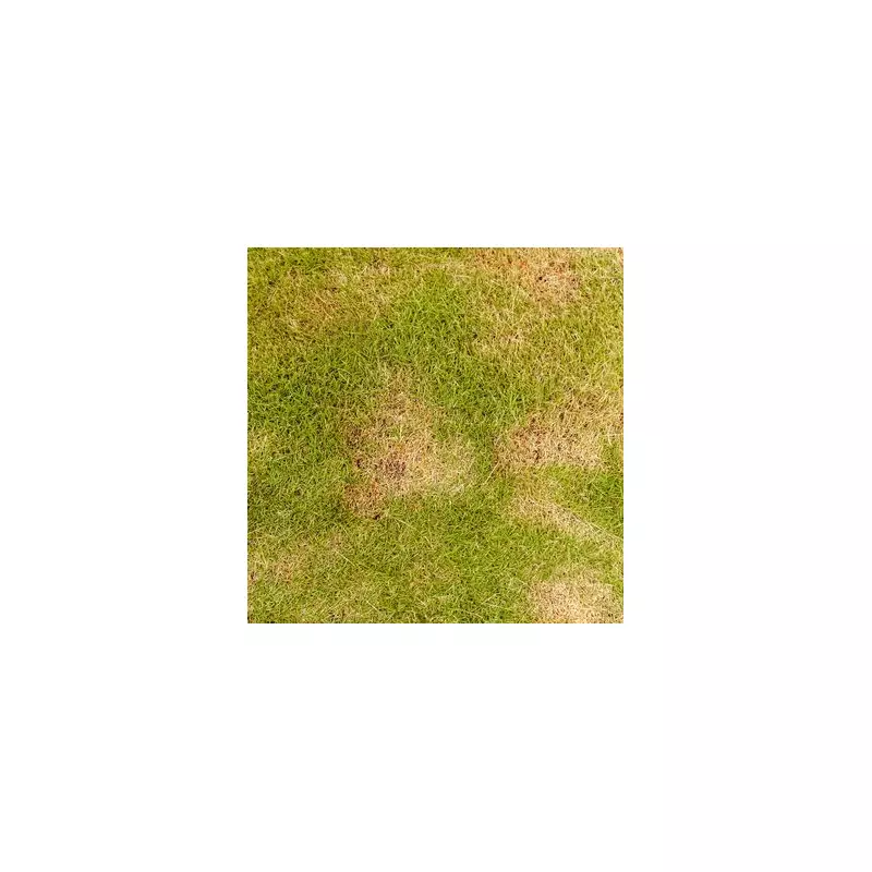 Rescue Your Bumpy Autumn Lawn: Expert Gardener's 5-Minute Fix Revealed