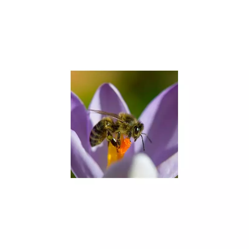 Save Britain's Bees With This One Simple Gardening Trick Experts Swear By