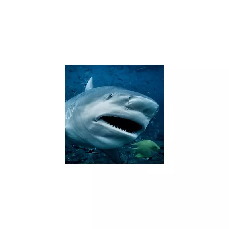 Shark Attack Horror: Boy, 8, Loses Arm and Leg in Florida Beach Mauling