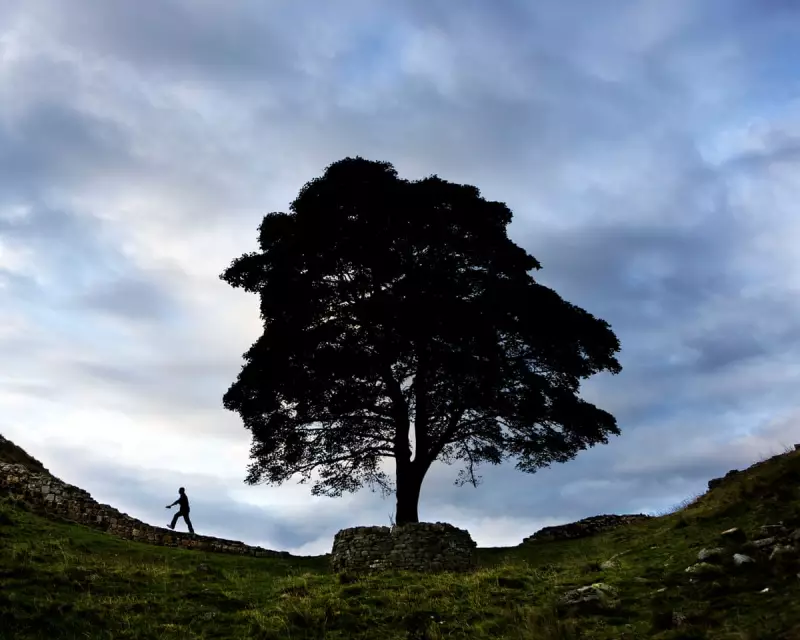Sycamore Gap Tree's True Age Revealed in Shocking New Investigation | UK Heritage Mystery Solved