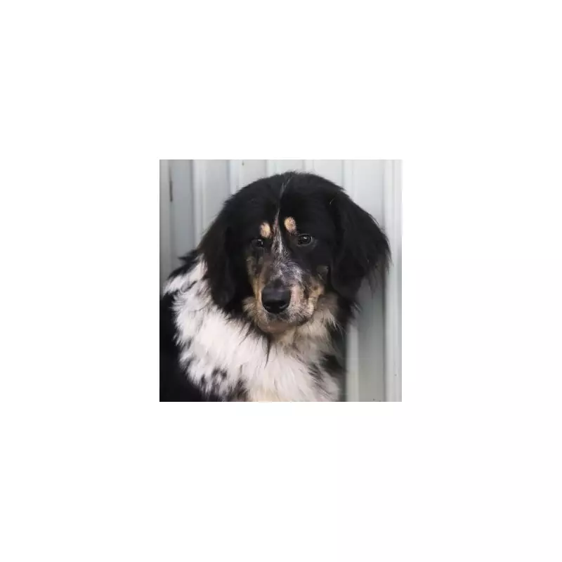 Tragic Surge in Larger Dog Breeds Being Euthanised as Cost of Living Crisis Bites