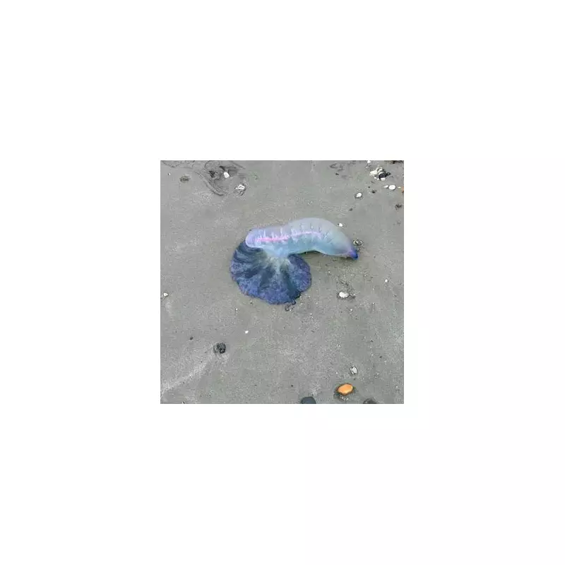 UK Beach Warning: Deadly Portuguese Man O' War Invade British Coastline