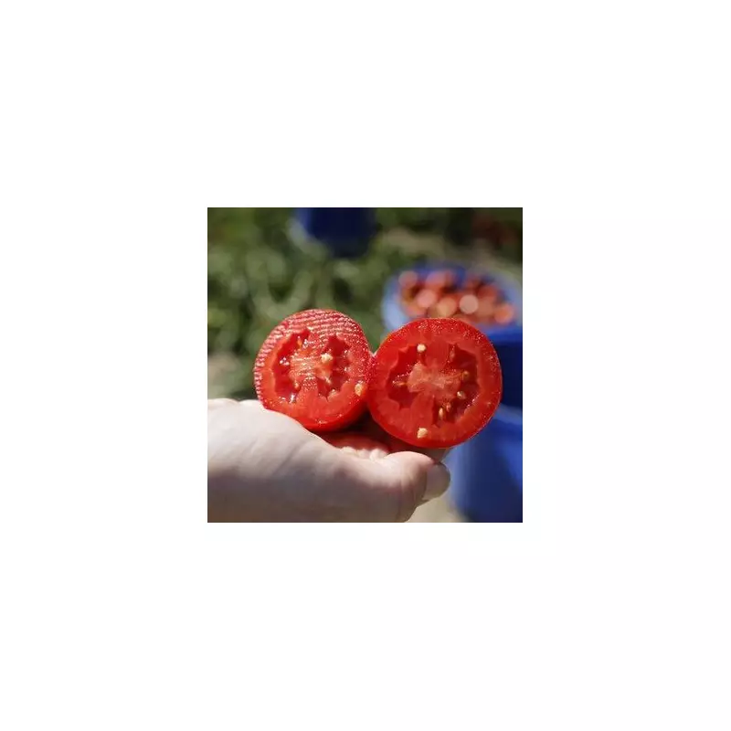 UK Tomato Salmonella Outbreak: Health Officials Issue Urgent Update as Cases Rise