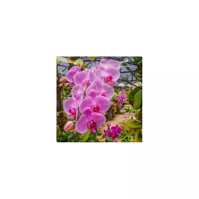 Unlock Spectacular Autumn Orchid Blooms With This One Simple Kitchen Scrap