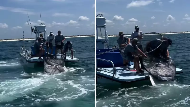 US Government Approves Capture of Endangered Giant Manta Rays in Florida Waters