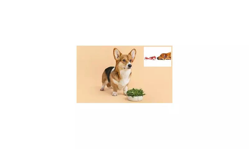 Vegan Diets for Dogs: New Study Reveals Plant-Based Nutrition Can Be Healthier Than Meat