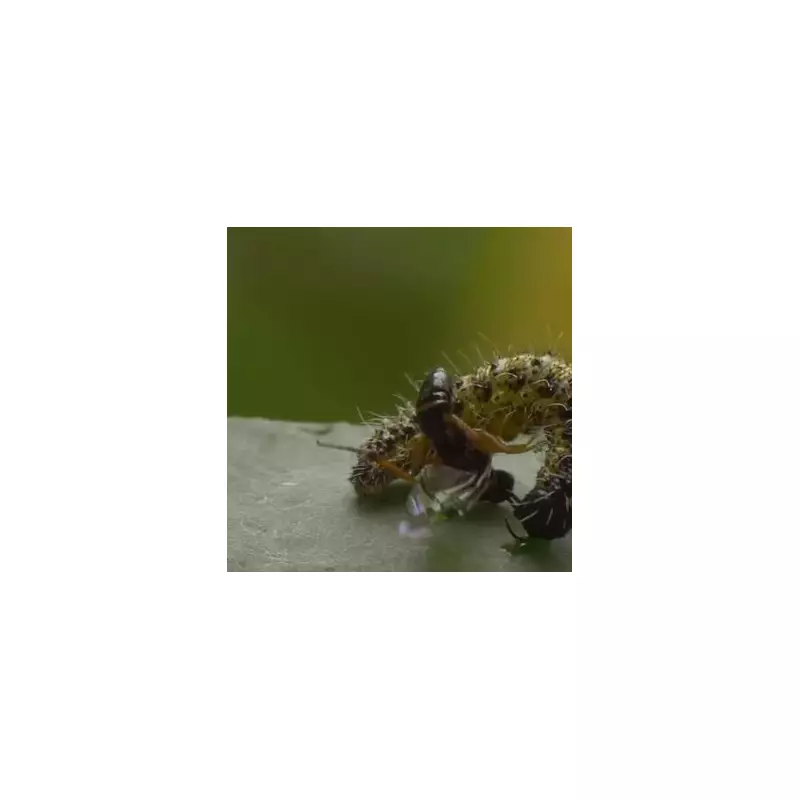 Zombie Wasps Nightmare: Scientists Discover New Species That Turns Spiders Into Undead Slaves