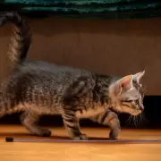 3am Pet Cam Panic: Woman's Horror as Stranger Stares Back From Dog's Camera