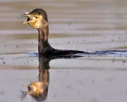 A Cormorant's Quiet Majesty: A Waterside Moment of Pure Wonder